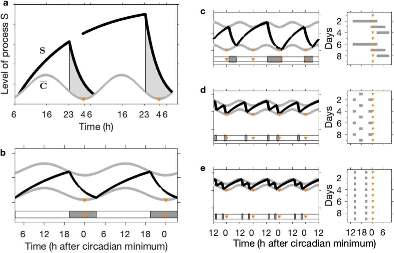 Математики смоделировали влияние нескольких факторов на график сна / © Anne C. Skeldon et al., npj Biological Timing and Sleep