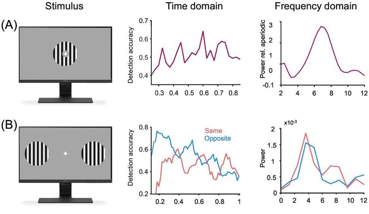 Результаты измерения временной нейронной динамики внимания участников эксперимента, наблюдавших за одним и двумя объектами перед глазами / © Daniele Re et al.