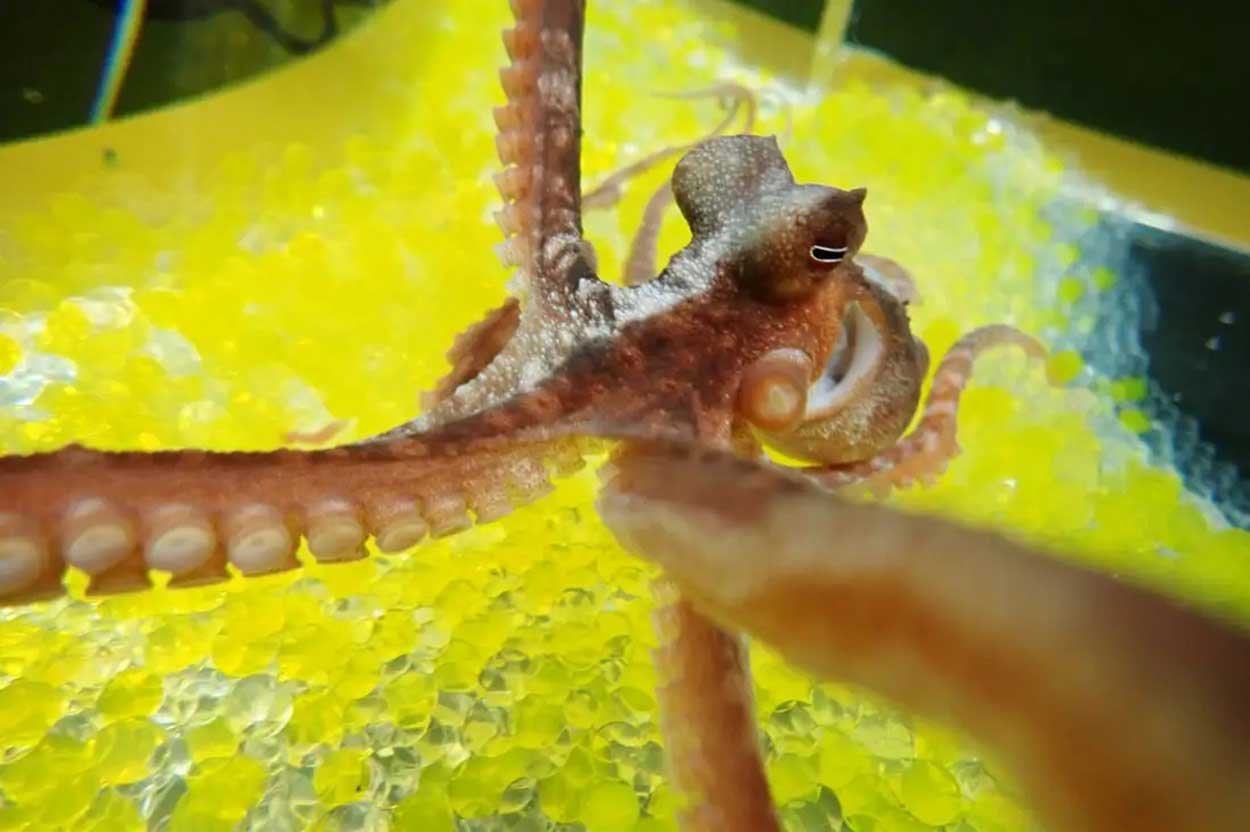 Осьминогов можно обмануть, заставив их думать, что резиновая «рука» — их собственная / © Sumire Kawashima and Yuzuru Ikeda, the University of the Ryukyus