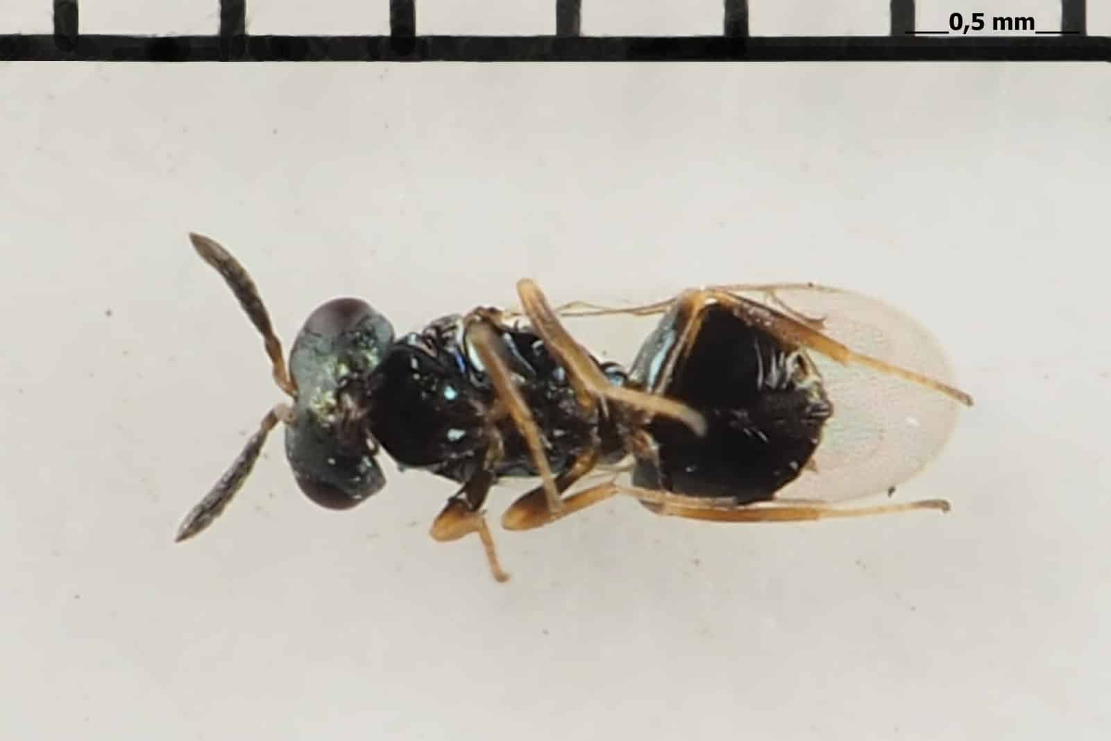 Наездник вида Nasonia vitripennis / © Zdeněk Hyan / Walker, 1836