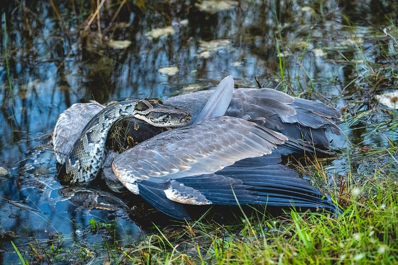 Питоны неядовитые, поэтому свою добычу предпочитают душить. На фотографии темный тигровый питон (Python bivittatus) душит большую голубую цаплю (Ardea herodias) в Национальном парке Эверглейдс во Флориде / © Wikimedia Commons, evergladesnps.