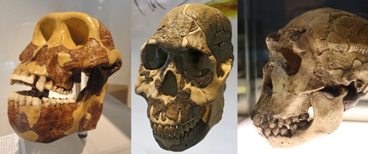 Слева направо: австралопитек афарский (вымер менее трех миллионов лет назад), человек рудольфский (появился примерно 2,3 миллиона лет назад) и человек работающий (появился около двух миллионов лет назад)  / © Wikimedia Commons