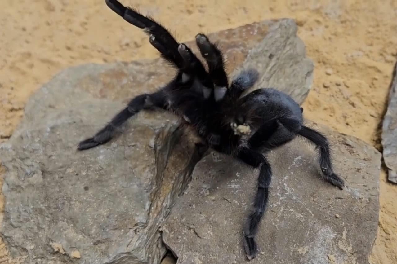 Самка паука Satyrex ferox / © Mark Stockmann