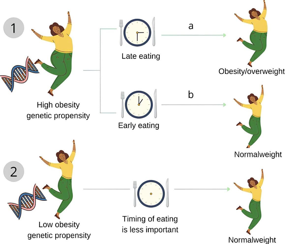 «Поздние» едоки, имеющие высокую генетическую предрасположенность к ожирению, быстрее набирают вес, чем «ранние» / © Obesity