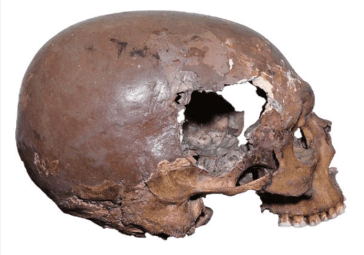 Череп AC12, который сейчас хранится в Музее антропологии во Флоренции / © Nature.com