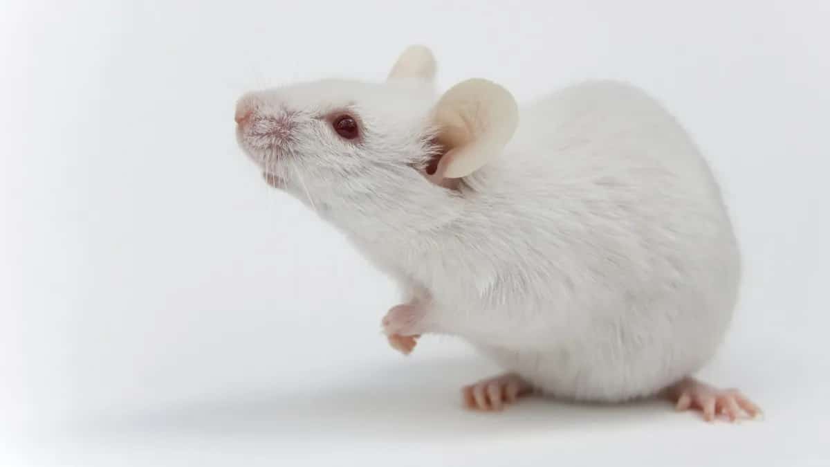 Серия экспериментов на мышах доказала эффективность новой мРНК-вакцины против перитонеального канцероматоза  / © JoeZellner / Getty Images