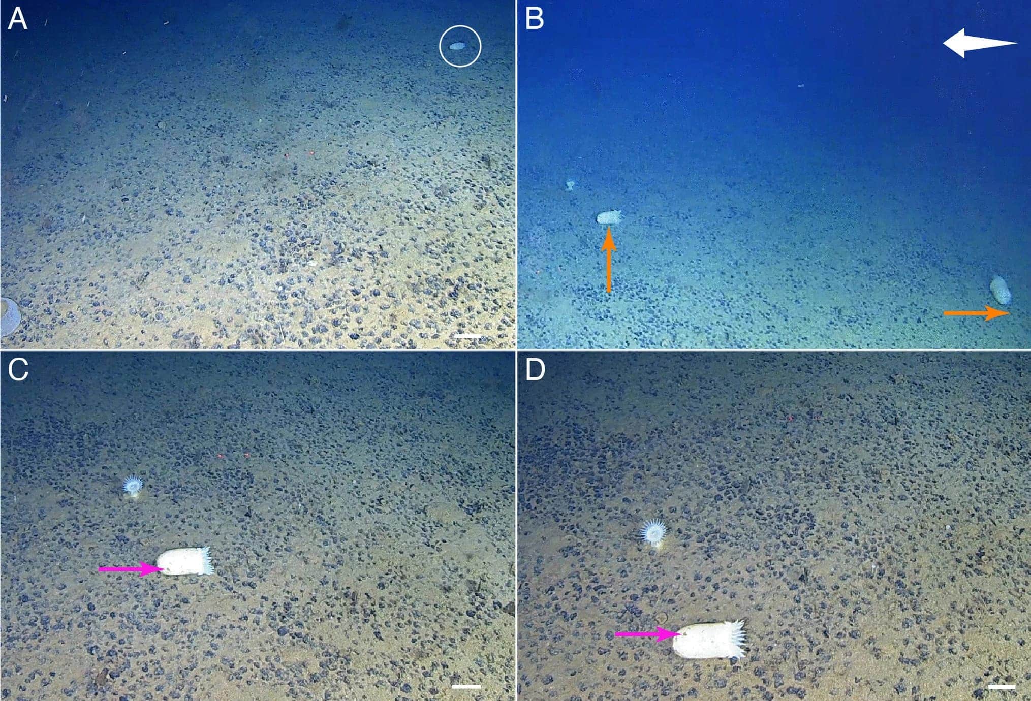 Временная последовательность, демонстрирующая вращательное движение наблюдаемых актиний. (A–D) Различные горизонтально расположенные актинии на протяжении всего погружения; (B) Две вращающиеся актинии, наблюдаемые вместе; оранжевые стрелки указывают направление движения, а белая стрелка – направление течения, рассчитанное по движению взвешенных частиц; (C, D) Деталь актинии, наблюдаемая прекращением вращательного движения при приближении подводного аппарата и его прохождении над ним / © Marine Biodiversity, Alfredo Marchiò et al.