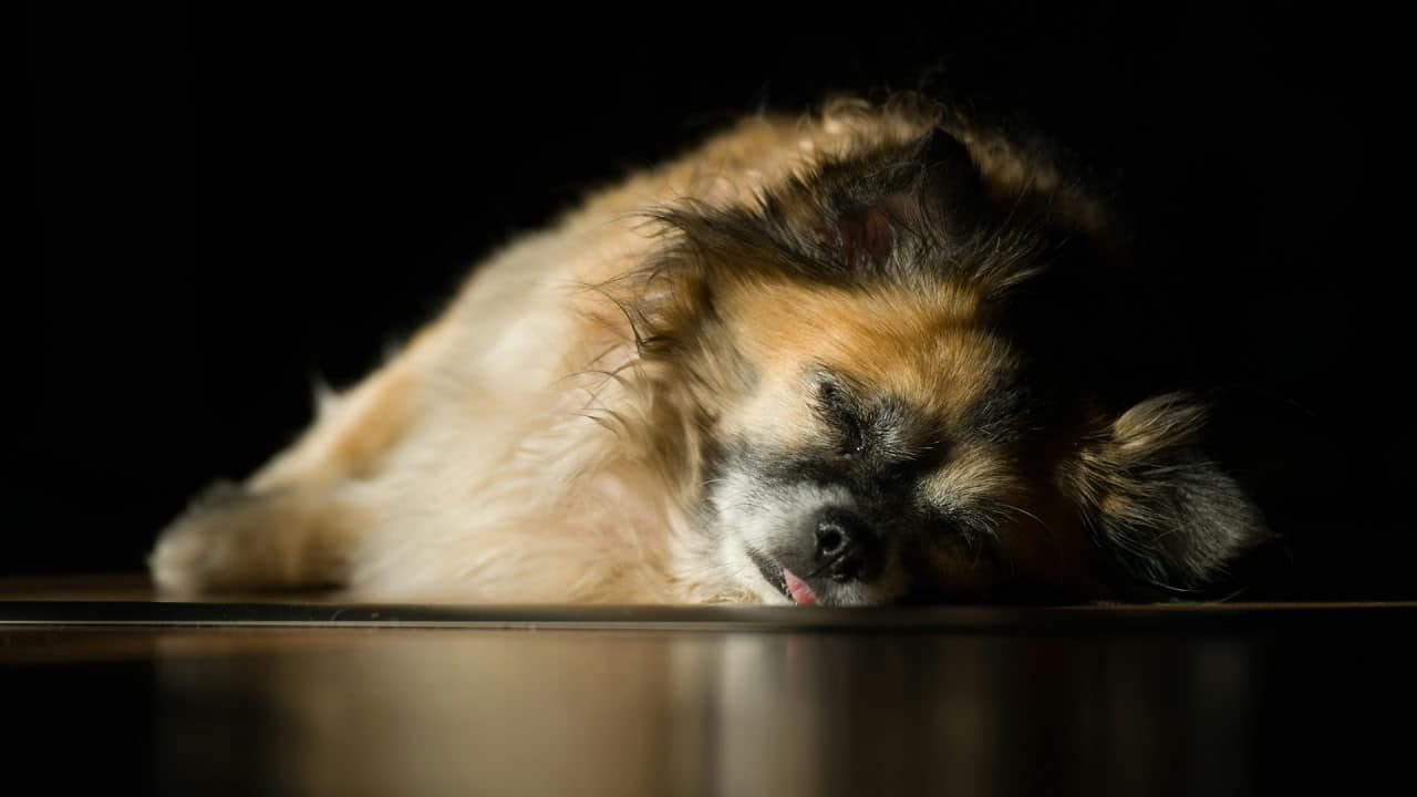 Спящая собака породы чихуахуа / © KaroGraphix Photography, unsplash.com