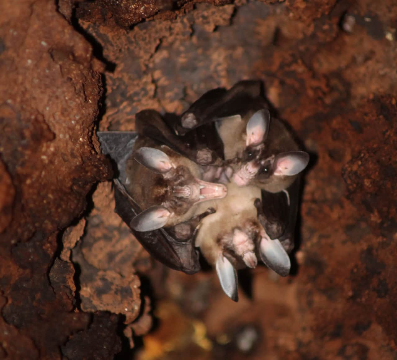 Большие листоносы (Vampyrum spectrum) / © Marisa Tietge et al., PLOS One (2025)