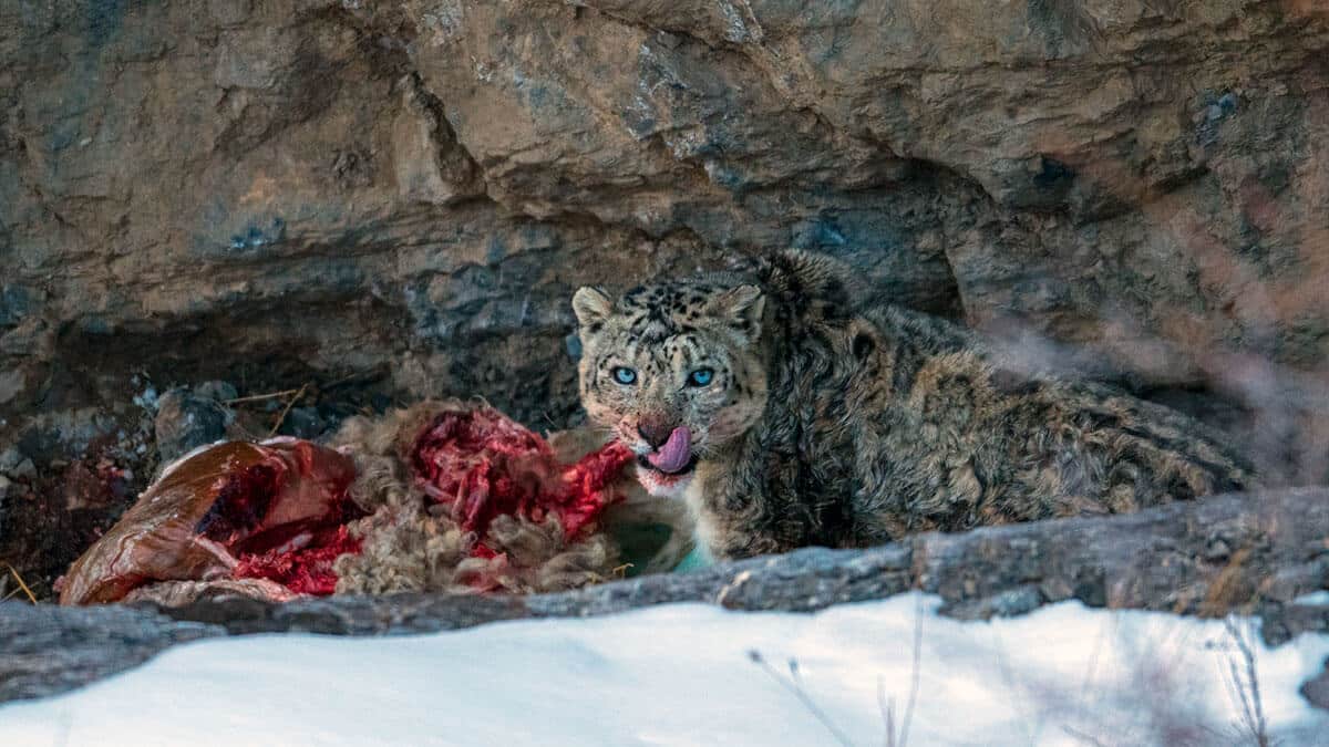 © Prasenjeet Yadav, Örjan Johansson, Snow Leopard Trust/SLCF-Mongolia