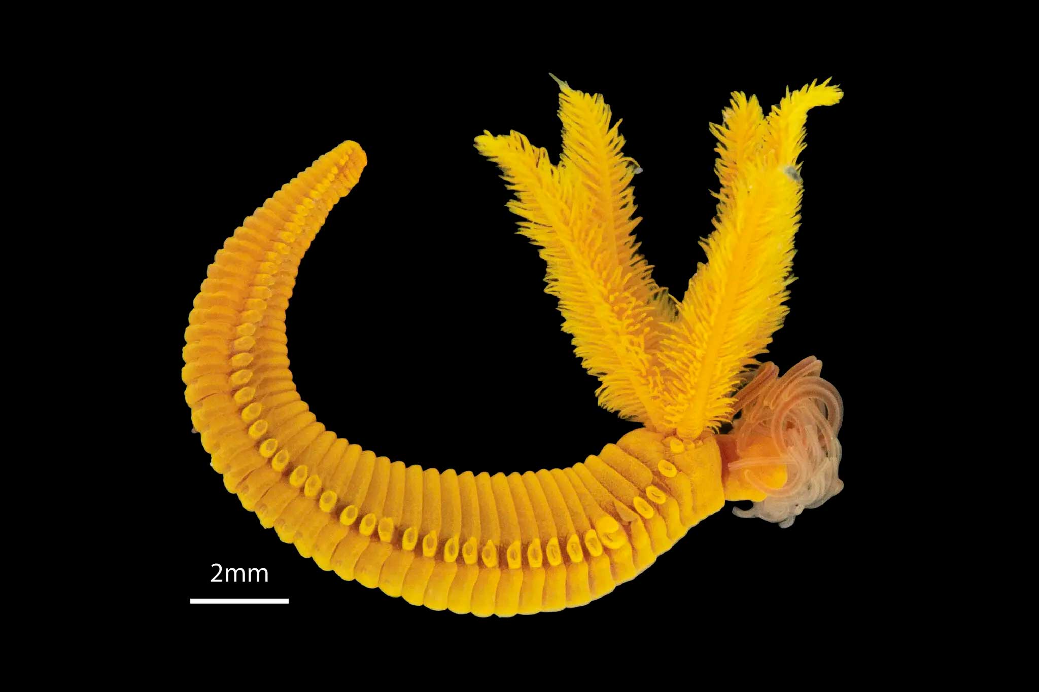 Многощетинковый червь Paralvinella hessleri, обитающий в гидротермальных источниках на дне Тихого океана / © Wang H, et al., 2025, PLOS Biology