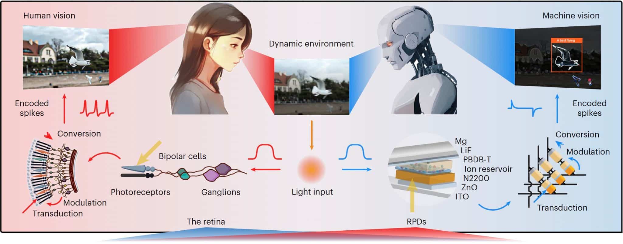 Структура и функции ретиноморфного фотодиода / © Nature Nanotechnology (2025). DOI: 10. 1038/s41565-025-01973-6