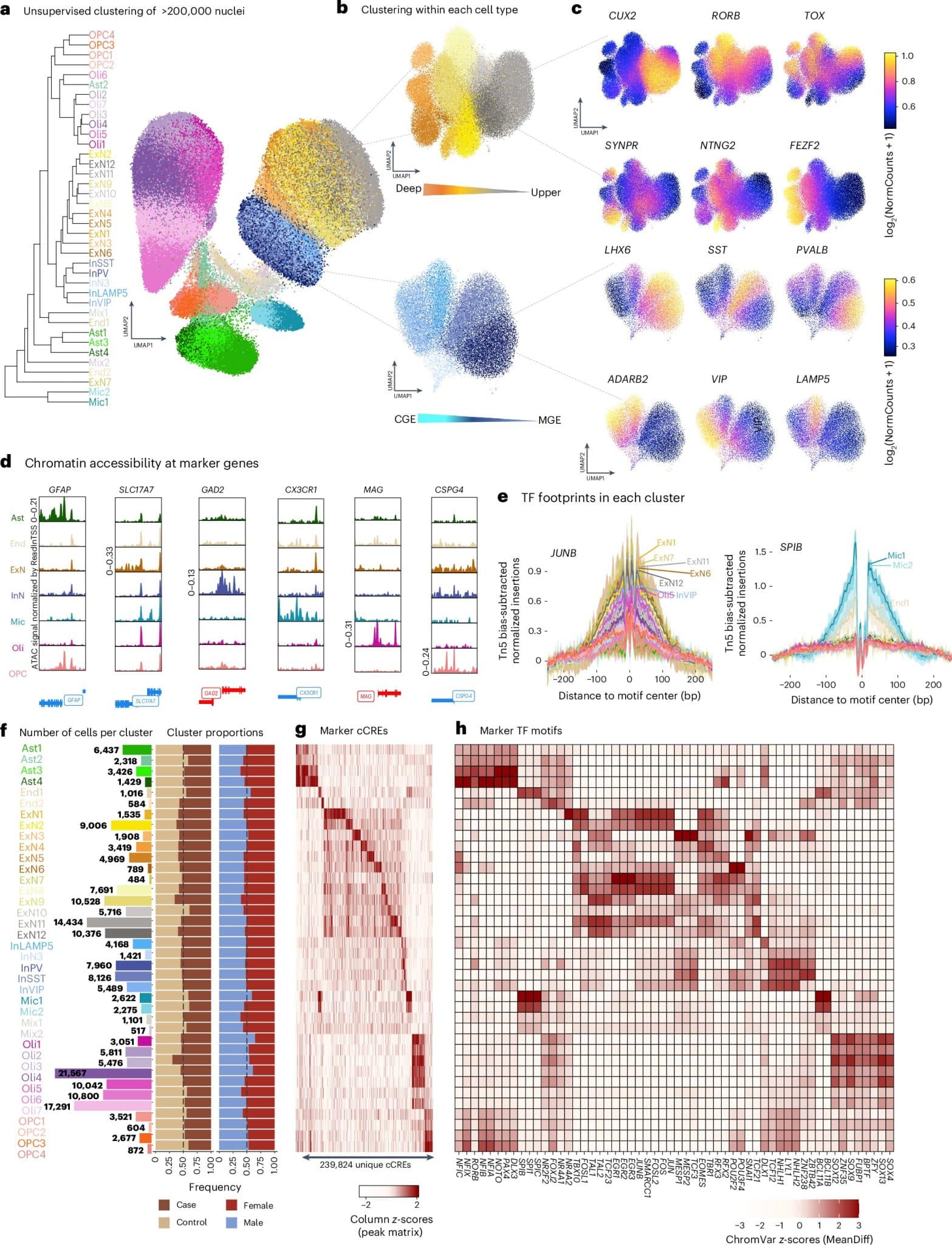 Архитектура хроматина   (трехмерной организации ДНК и белков в ядрах клеток, которая формирует основу хромосом и регулирует экспрессию генов) на уровне отдельных клеток. / © Nature Genetics (2025).