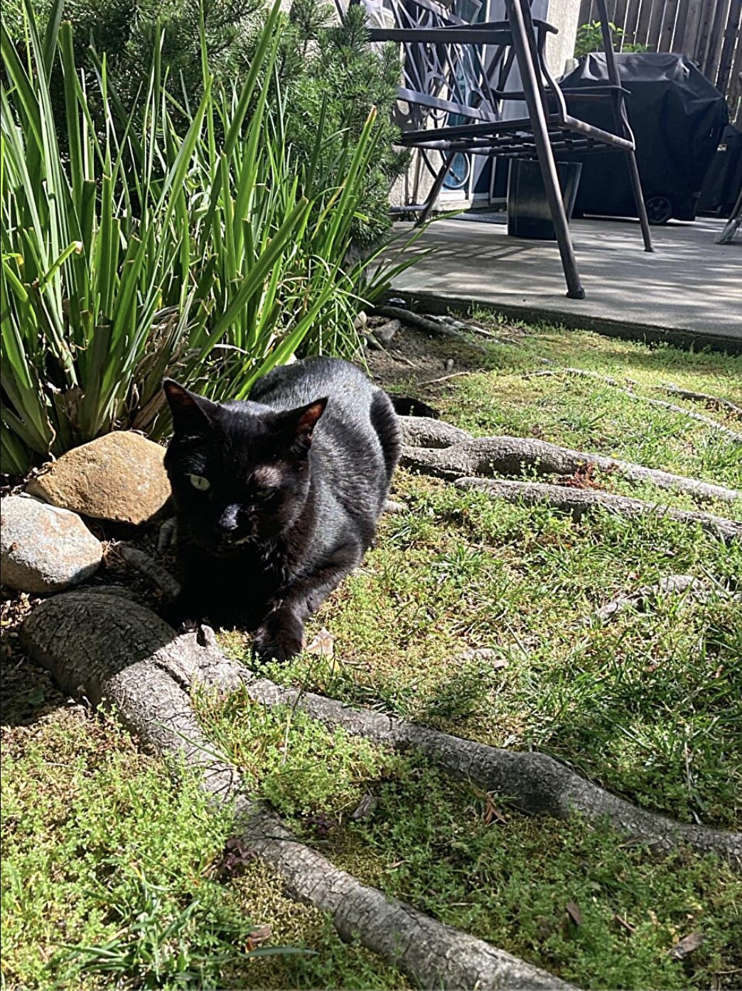 Кот по кличке Джак примерно через шесть месяцев после завершения клинических испытаний. / © Tina Thomas / EurekAlert!