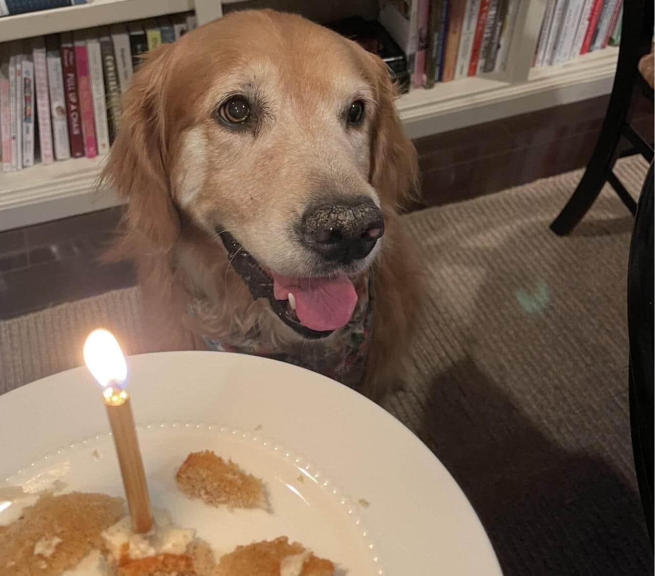 Золотистый ретривер Лола празднует победу над раком после участия в клинических испытаниях в ветклинике при Калифорнийском университете в Дейвисе / © Allison Roth, UC Davis