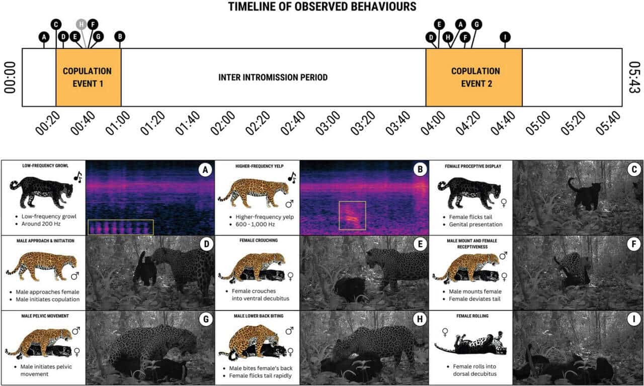 Хронологическая шкала спаривания диких ягуаров / Thomas Luypaert et al., Ecology and Evolution (2025).
