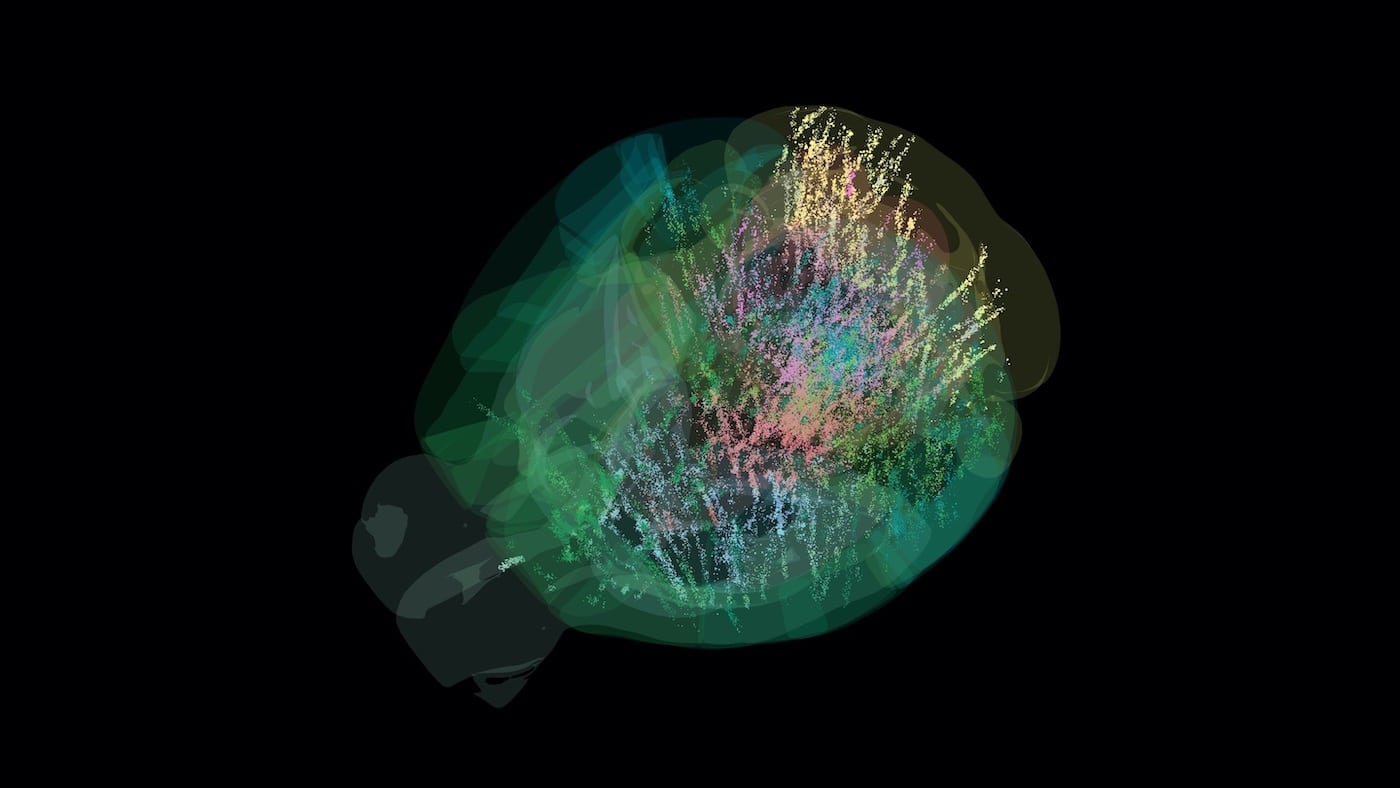 Визуализация 75 000 нейронов (цветные точки), активных в мозге взрослой мыши на разных этапах выполнения задачи, требующей принятия решения. Размер точек отражает среднюю частоту возбуждения клеток. Цвет точки соответствует определенной группе связанных областей мозга. / © Dan Birman (University of Washington/Allen Institute)