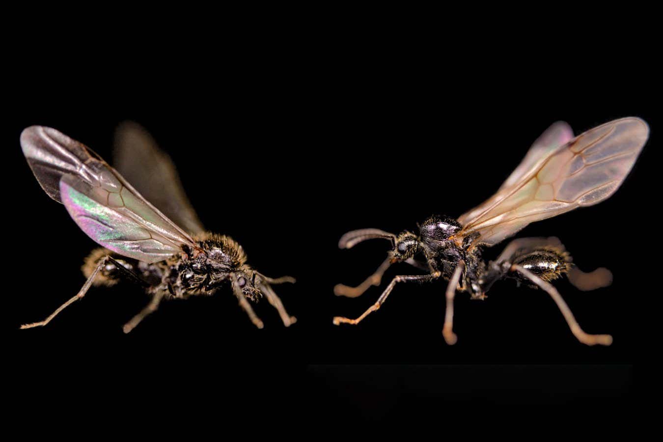 Муравьи-самцы двух видов от одной королевы: Messor ibericus (слева) и Messor structor (справа) / © Jonathan Romiguier