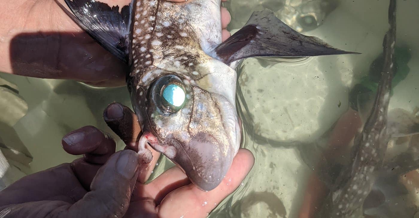 Пойманный самец Hydrolagus colliei с лобной костью тенакулумом на передней части головы / © Gareth J. Fraser, University of Florida