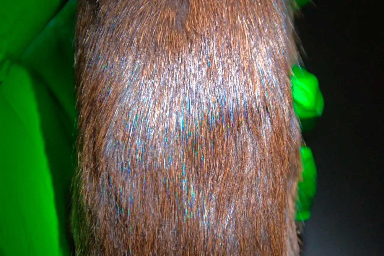 Шерсть тропической болотной крысы на свету / © Jessica Leigh Dobson