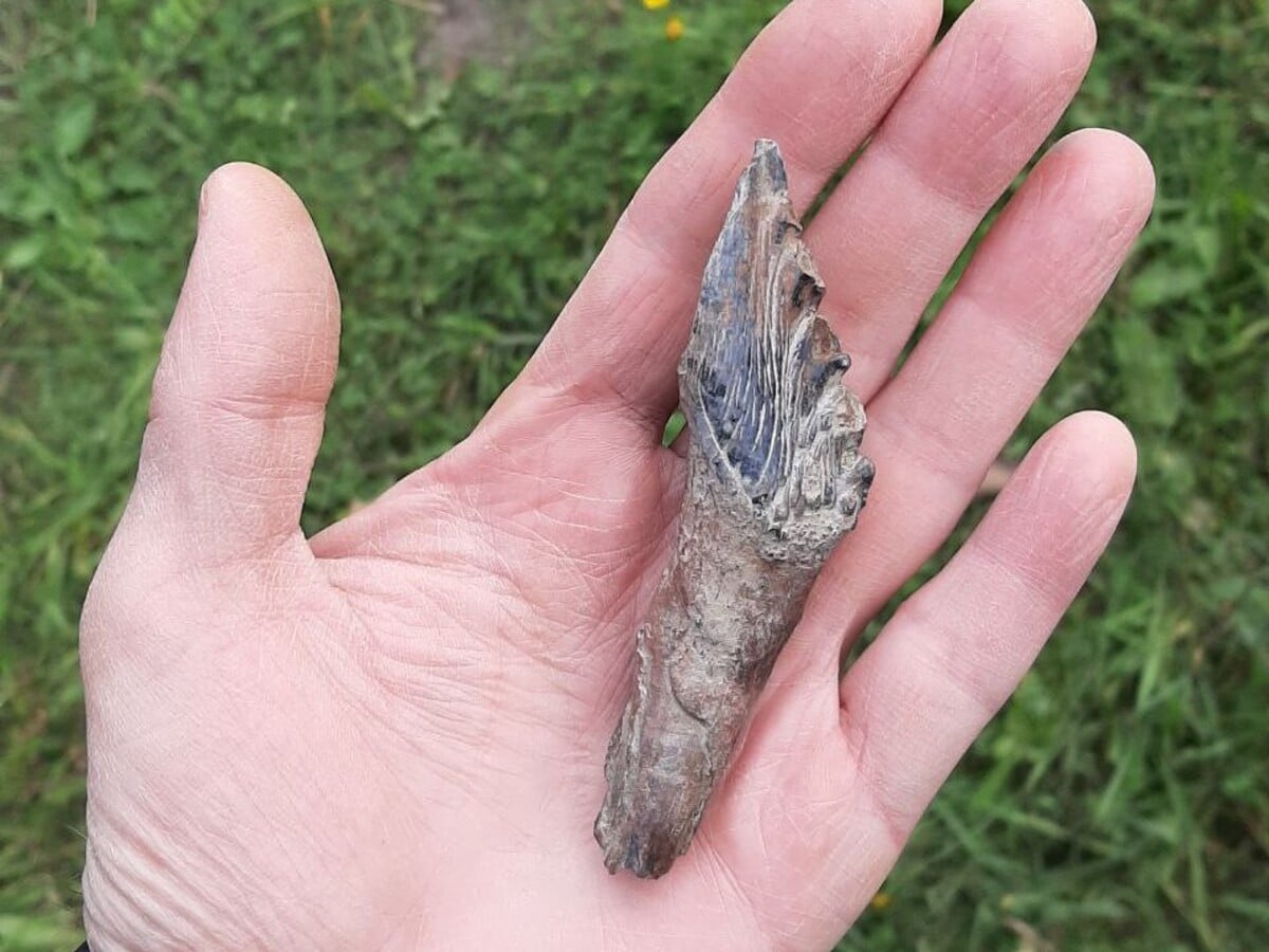 Обломок зуба уральского базилозаврида / © предоставил Максим Синица