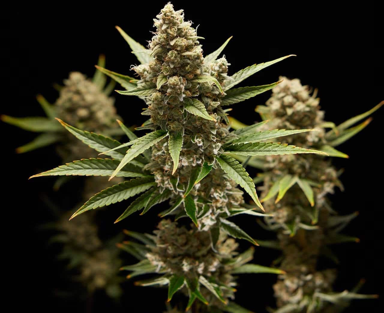 © Rebecca Hale, National Geographic