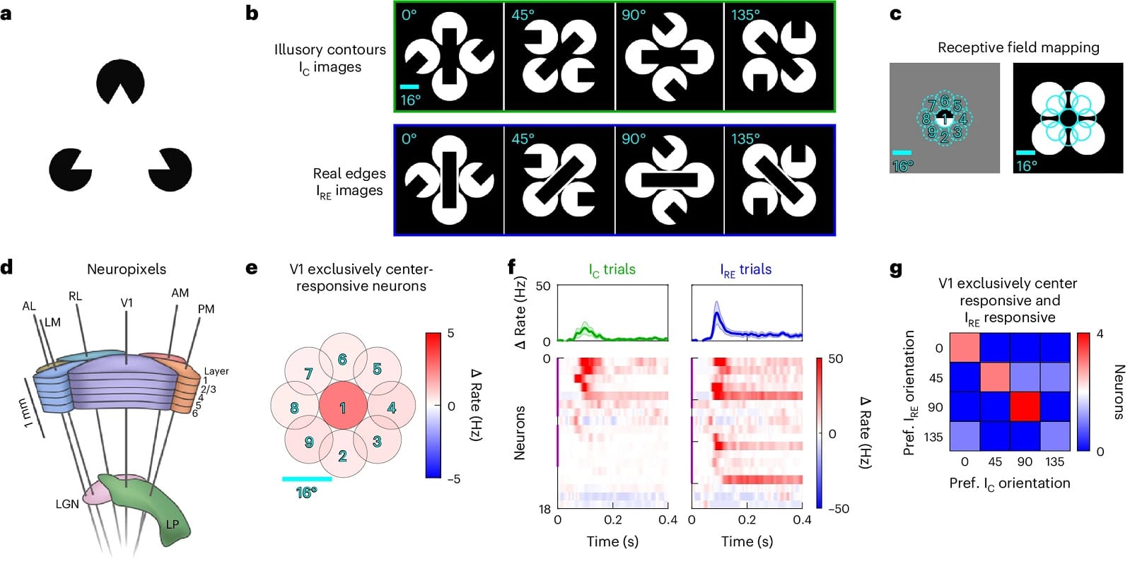 Эксперимент с лазерной стимудяцией мозга показал, как появляются оптические иллюзии / © Hyeyoung Shin et al., Nature Neuroscience