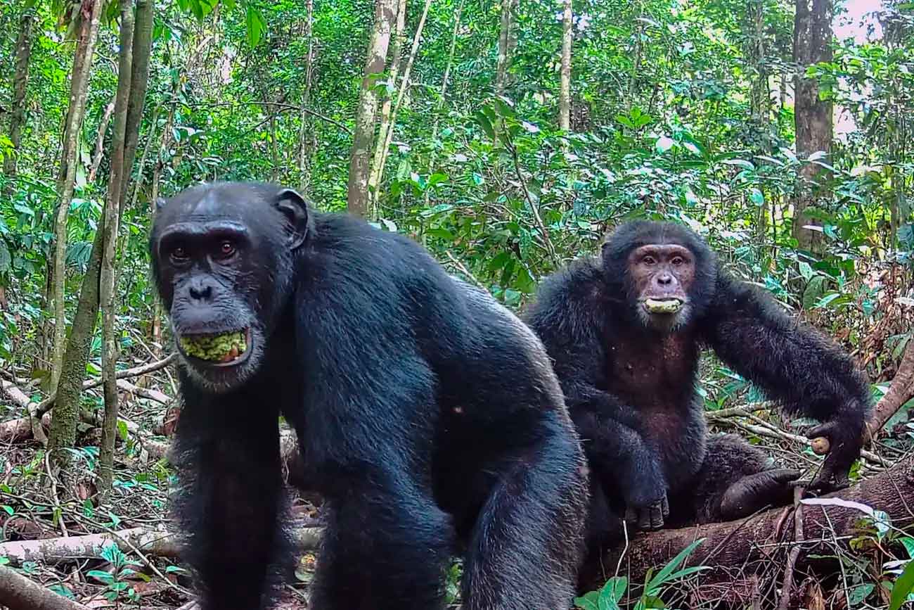 Два самца шимпанзе едят сливоподобные плоды вечнозеленого дерева Parinari excelsa в национальном парке Таи в Кот-д'Ивуаре / © UC Berkeley, Aleksey Maro