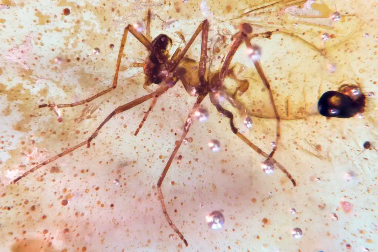 Одно из насекомых, которое нашли в янтаре из Эквадора / © Mónica Solórzano-Kraemer