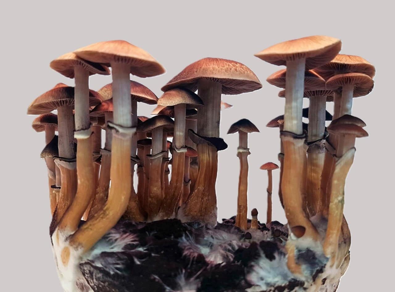 Псилоцибе кубинское (Psilocybe cubensis) растет по всему миру, предпочитает влажные плодородные почвы и содержит псилоцибин / © Felix Blei, Leibniz-HKI