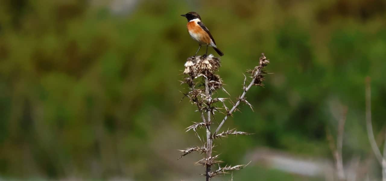 © «Газпром нефть»