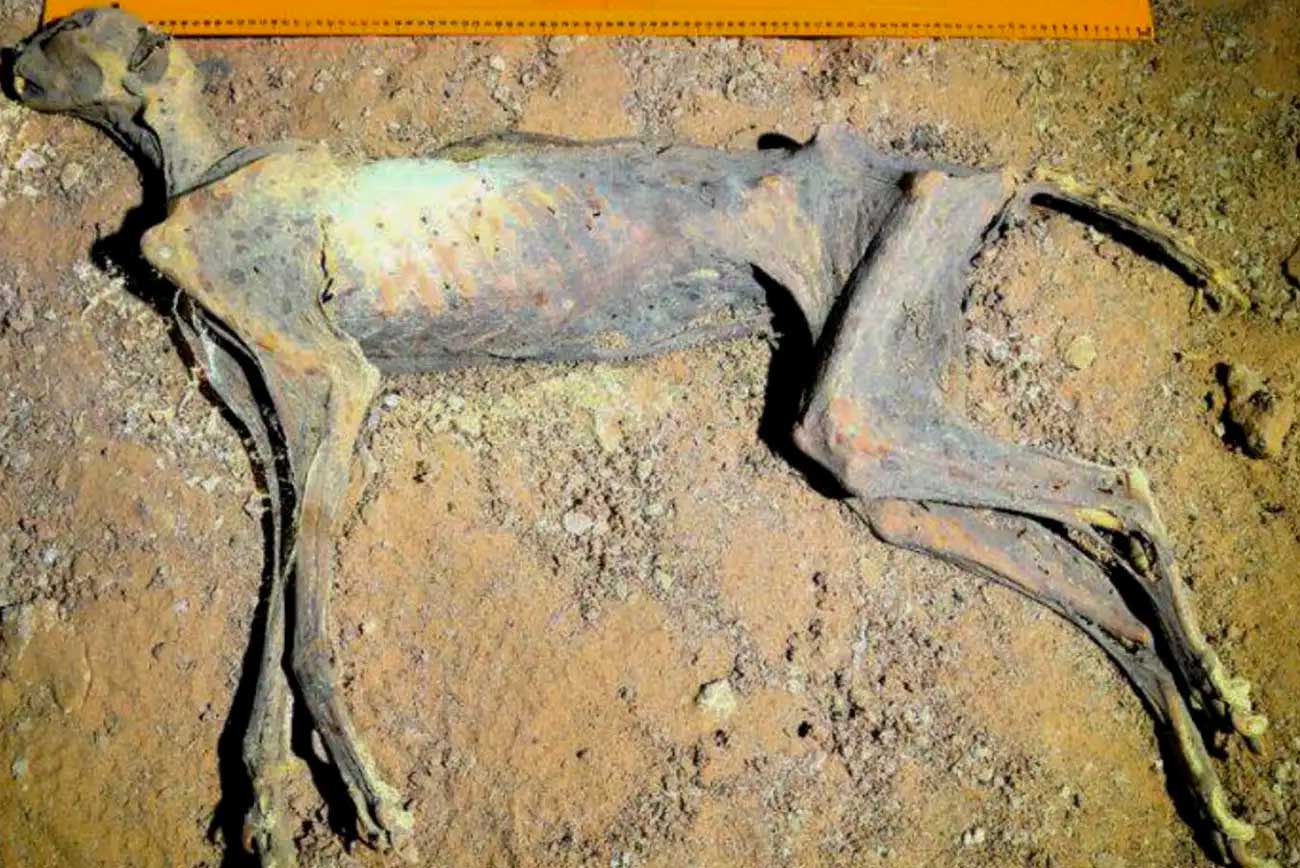 Одна из мумий гепарда, найденная в пещере в Саудовской Аравии / © Ahmed Boug et al. 2025/National Centre for Wildlife, Saudi Arabia