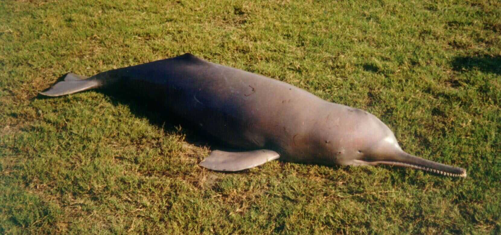 Погибший индский дельфин на берегу / © Christina H Lockyer,  Gill T Braulik, Wikimedia Commons