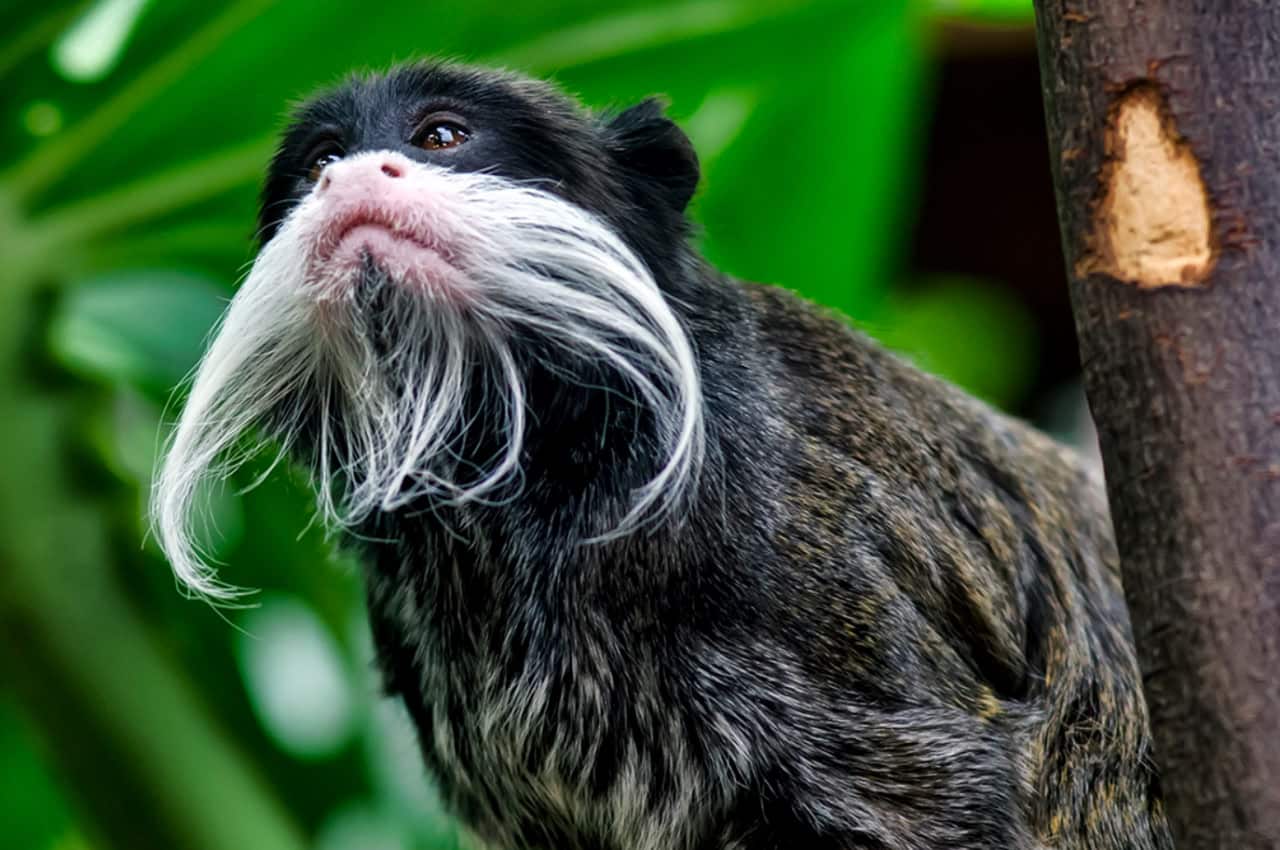 Императорский тамарин, один из многих видов обезьян, который водятся в лесах Амазонии / © G. Wilson, Wikimedia Commons