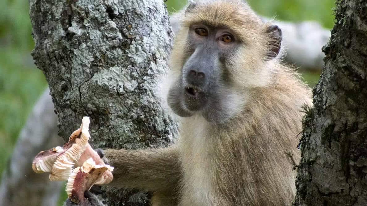 ©️ E. McLester, GMERC