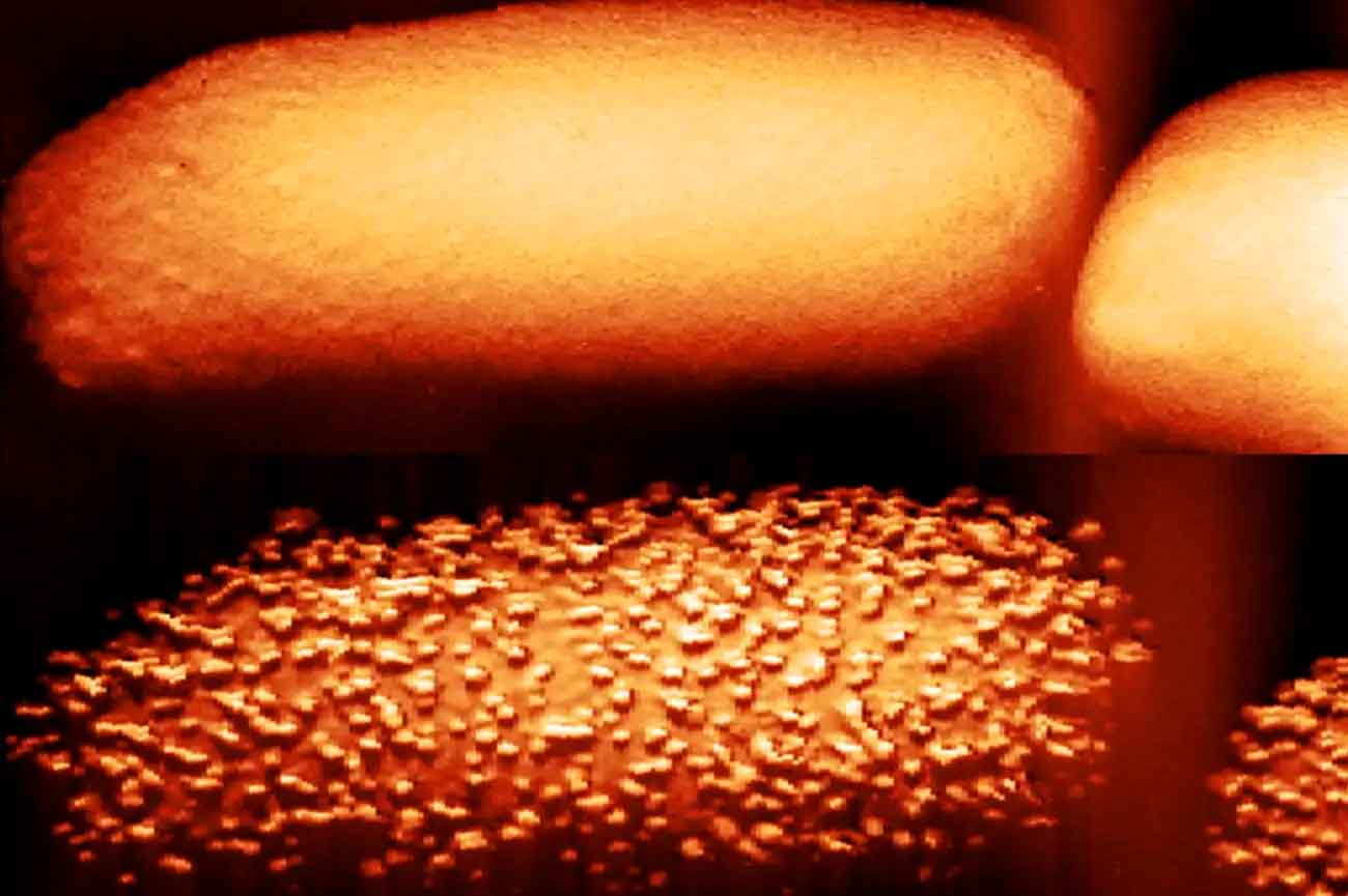 На верхнем изображении показана бактерия E.coli, которую не подвергали воздействию антибиотика. На нижнем — бактерия после 90 минут воздействия антибиотика полимиксина B / © Carolina Borrelli, Edward Douglas et al., Nature Microbiology