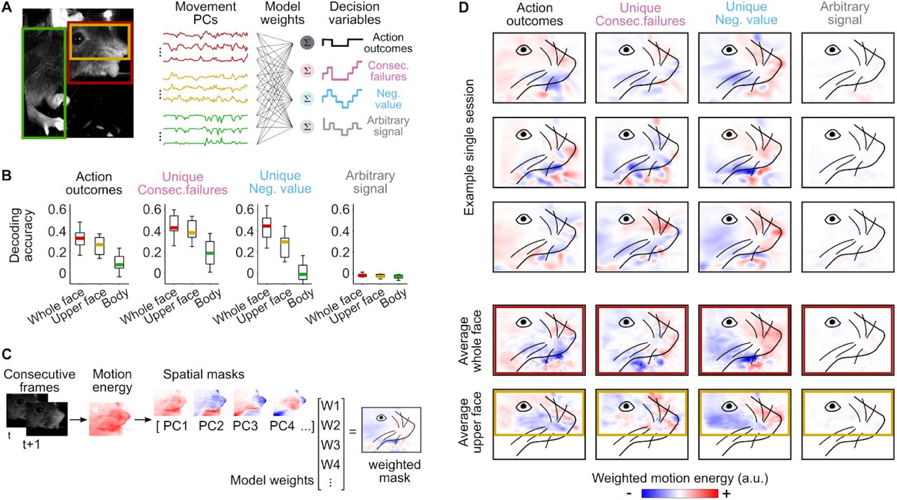 Различные когнитивные переменные у мышей (например, результат действия и череды неудач) можно определить по стереотипным изменениям выражения морды. В частности, в движениях усов и в области носа / © Nature Neuroscience