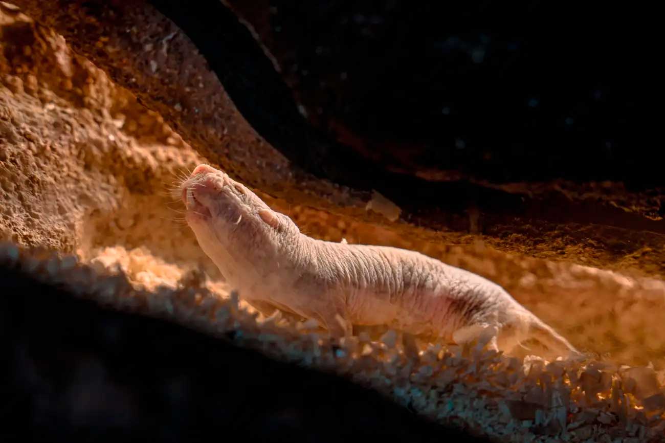 Голый землекоп — небольшой роющий грызун. Вид отличается уникальными для млекопитающих особенностями: долголетием, сложной социальной организацией — колониальностью, холоднокровностью, почти полным отсутствием шерстяного покрова, нечувствительностью к некоторым формам боли (вызванным термическими ожогами и химическими ожогами кислотами), выносливостью к высоким концентрациям CO2 / © Shutterstock, Jannissimo