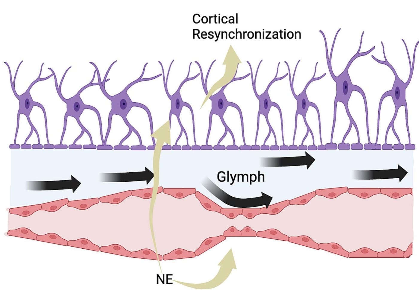 Колебательное сокращение сосудов, вызванное нейрокинами, создает градиенты периваскулярного давления, которые способствуют перемещению спинномозговой жидкости. Это движение и создает электромагнитные поля, влияющие на сознание, по мнению авторов / © S.S. Bhatt et.al/Medical Hypotheses(2025)