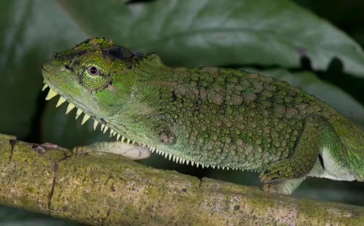 Один из рассмотренных в исследовании случаев: хамелеон с полностью отсутствующей передней конечностью / © Christopher Anderson