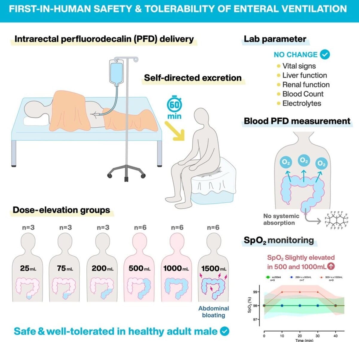 Графическая аннотация к эксперименту. Участники через прямую кишку получали различные объемы перфтордекалина  и удерживали жидкость в течение часа / © Fujii, Tasuku et al., Med (2025)