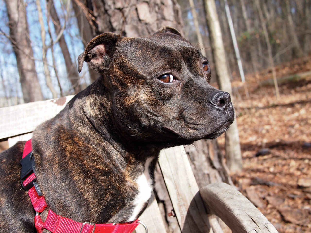 © Bullcitydogs, flickr.com