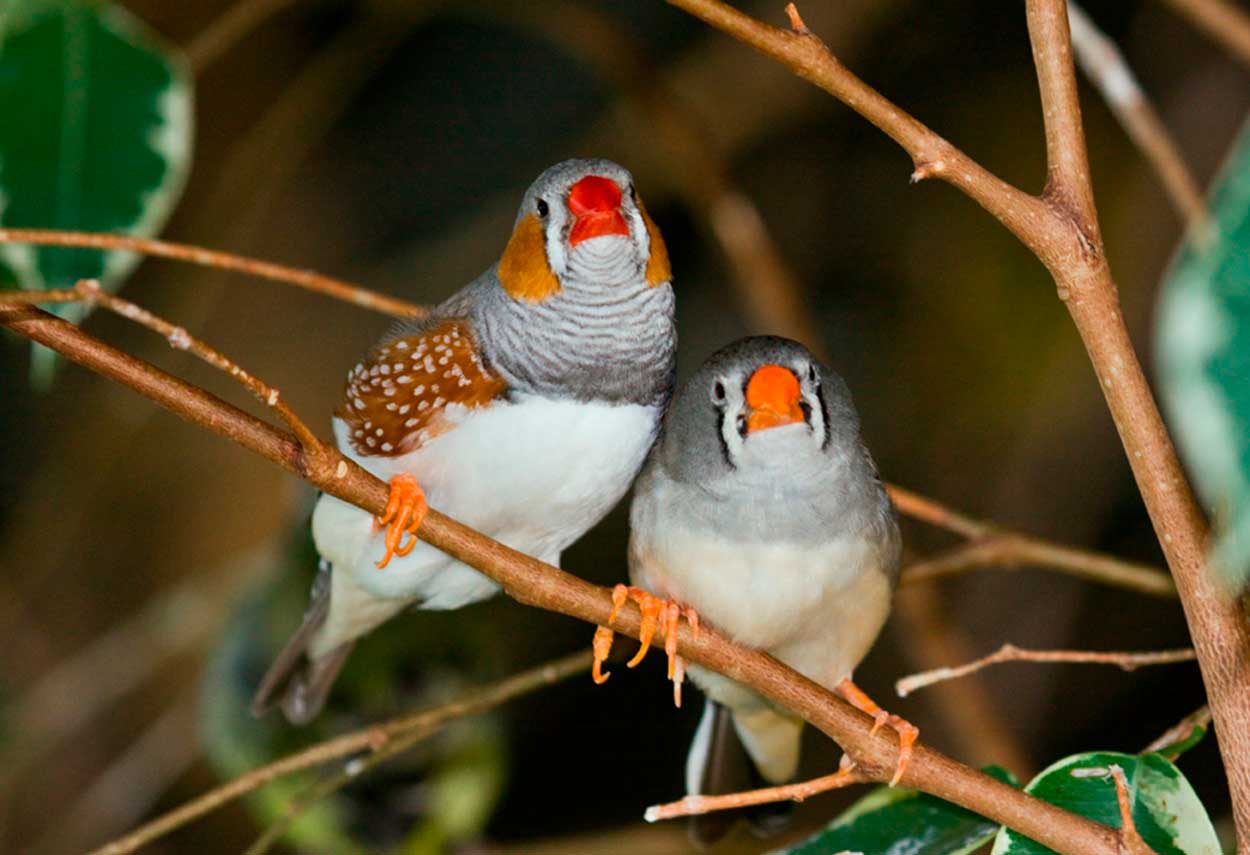 Зебровые амадины — небольшие певчие птицы, родом из Австралии. Они стали одними из самых изучаемых видов птиц в лабораторных условиях / © Keith Gerstung, McHenry, IL, United States. Snowmanradio, Wikimedia