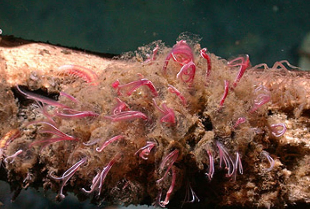 Из-за своеобразного образа жизни эти создания иногда называют червями-зомби / © MBARI, Plinia Abito