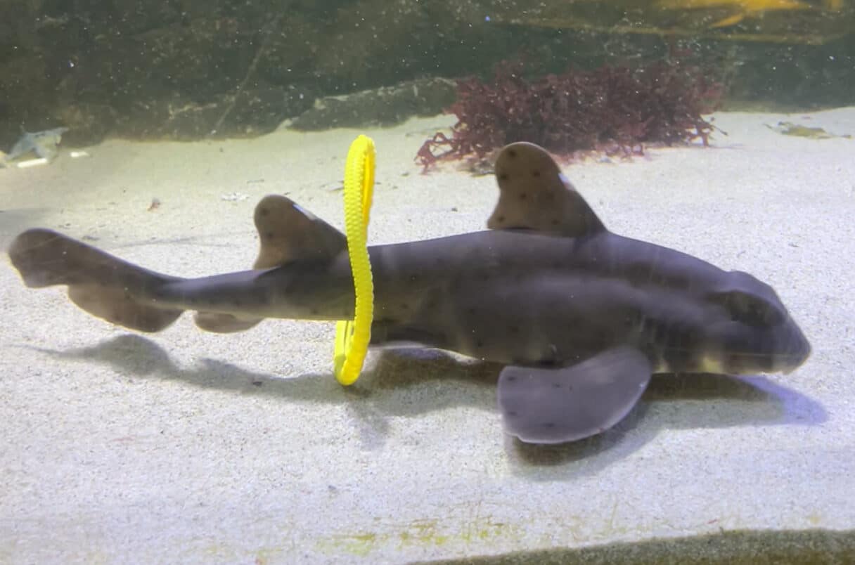 Для обогащения среды использовали предметы из набора для игр в бассейне: мячики для ныряния, кольца, игрушки и тому подобное / © Autumn Smith