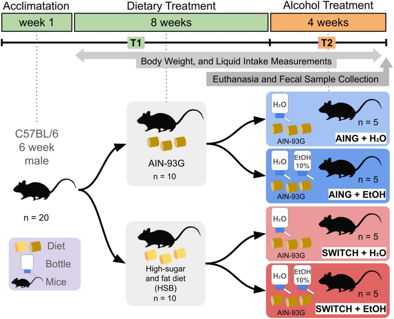 Графическая аннотация к эксперименту / © Mírian Velten Mendes, Thiago Cavalcante Lima, et al., Alcohol, Clinical and Experimental Research (2025)