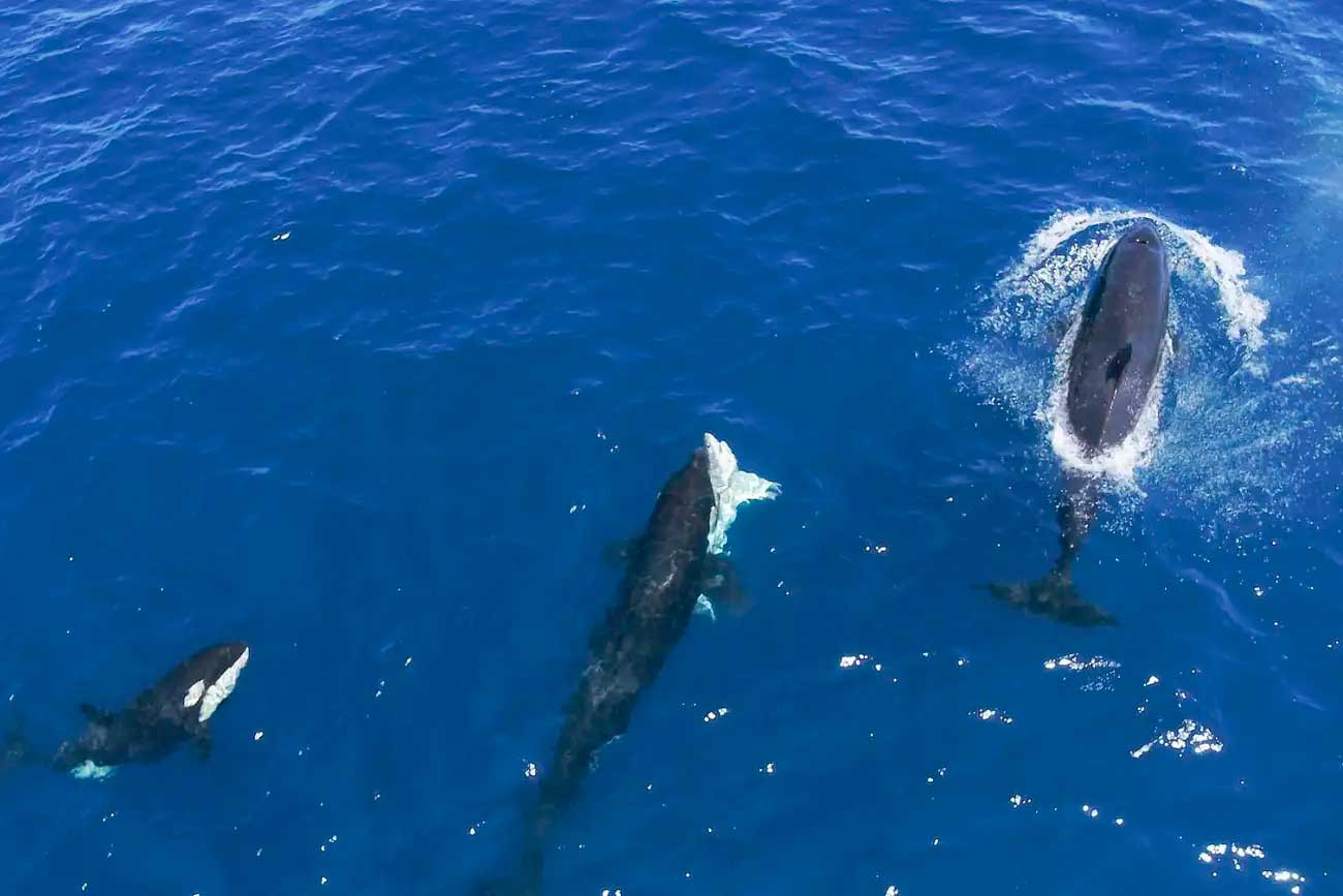 Косатки выталкивают молодую белую акулу на поверхность в результате хитроумной охотничьей тактики / © Marco Villegas