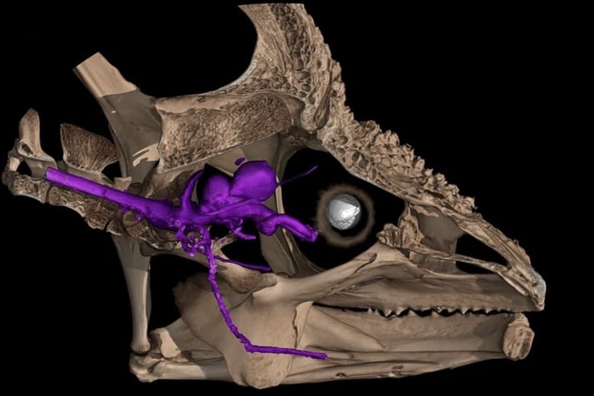 Глазной нерв в черепе хамелеона / © Collins et al.