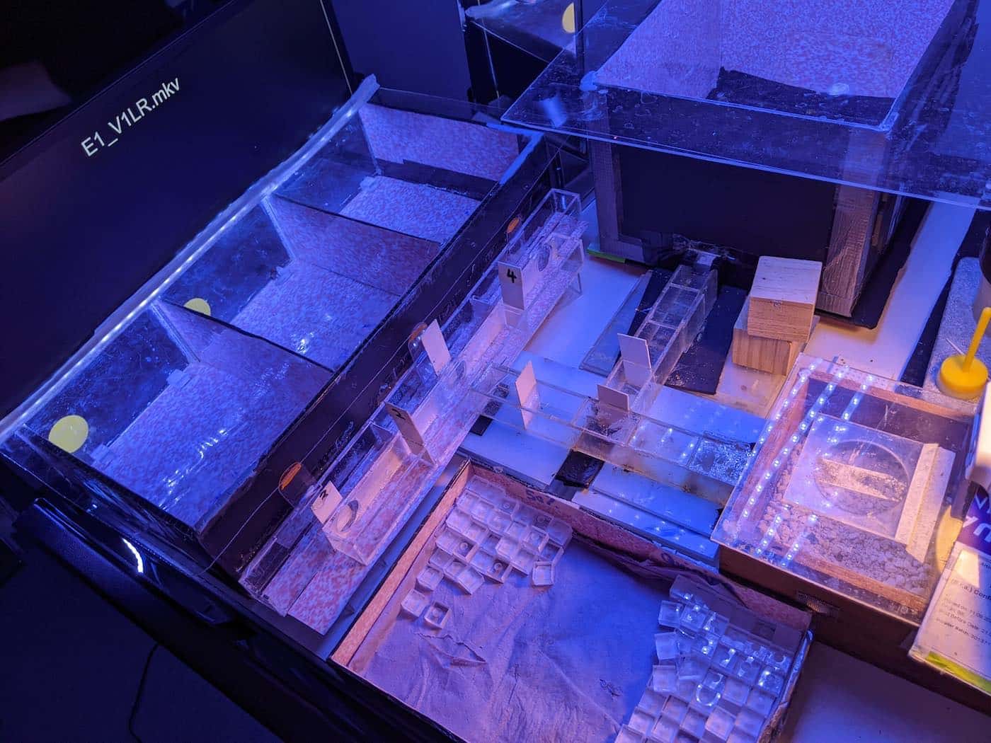 Фото экспериментальной модели. Справа — деревянный ящик, где живут шмели. Он соединен акриловыми туннелями с камерой наблюдения в верхней части изображения (там шмели кормились) и тремя экспериментальными отсеками слева (там им предъявляли стимулы и растворы). /  © ph: Alex Davidson, Queen Mary University of London