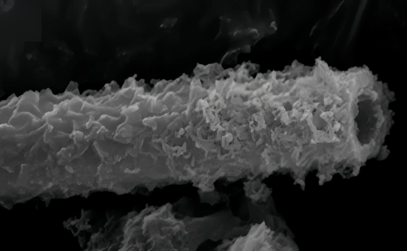 Минерализованный «чехол» бактерии Leptothrix spp. под микроскопом / © Laura I. Tenelanda-Osorio et al, 2025